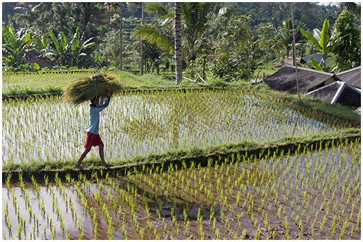  Rice field Lombok, Indonesia